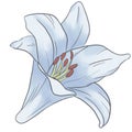 Lily flowers , clipart